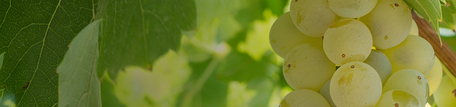 Halbtrockene Weißweine aus sonnenverwöhnten Trauben